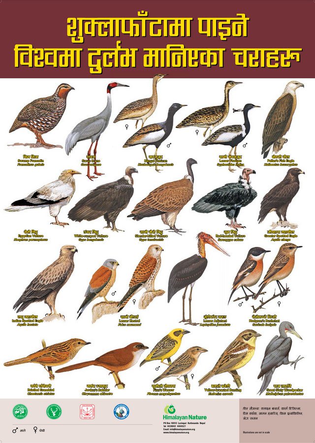 Birds of Shuklaphanta