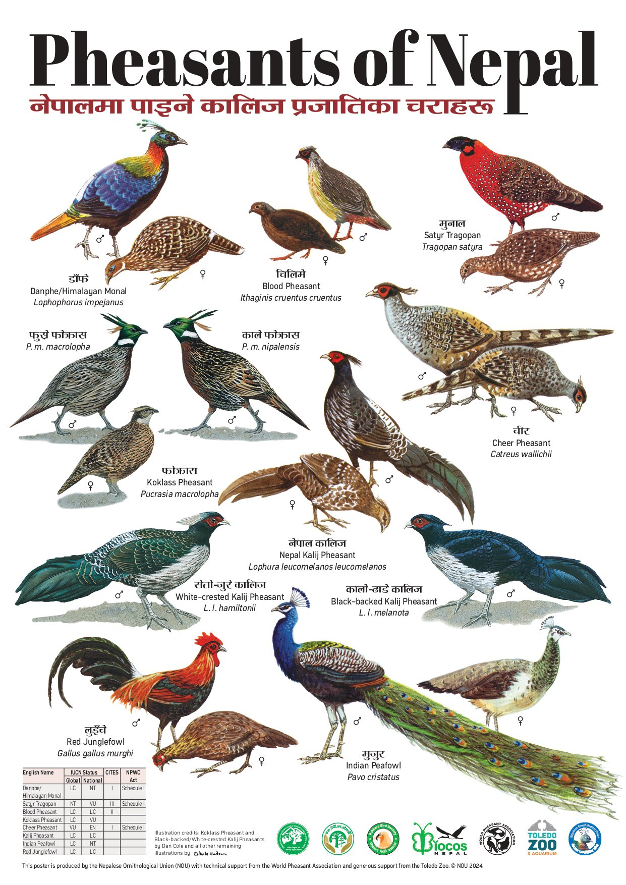Pheasants of Nepal