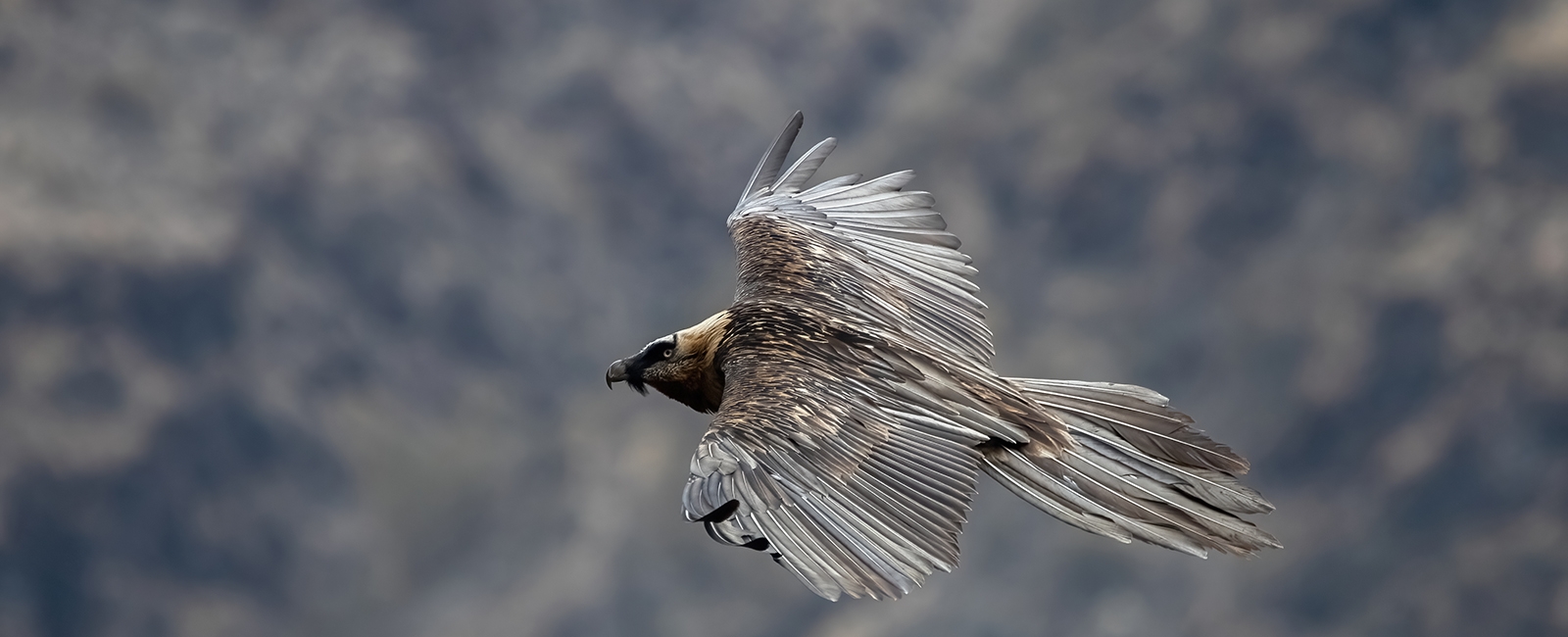 Bearded Vulture
