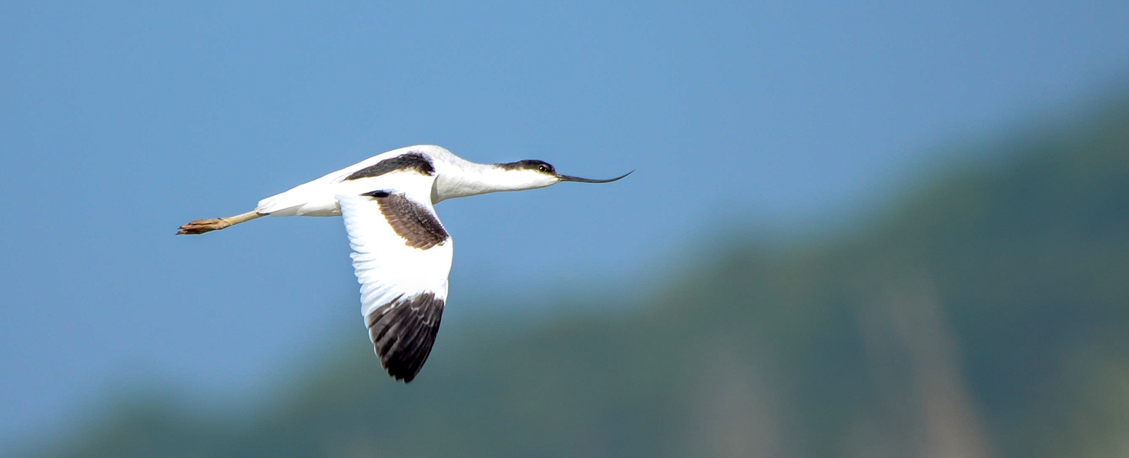 Pied Avocet