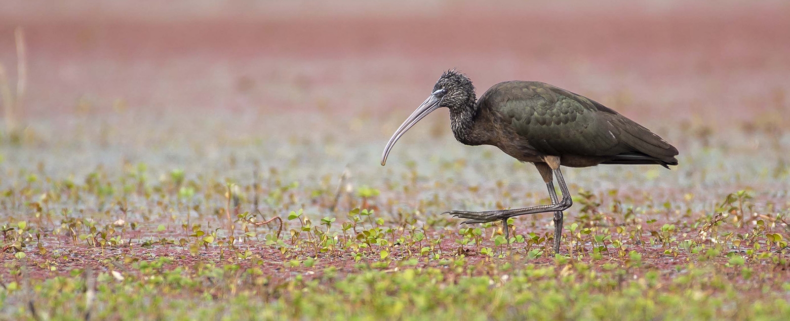 Glossy Ibis