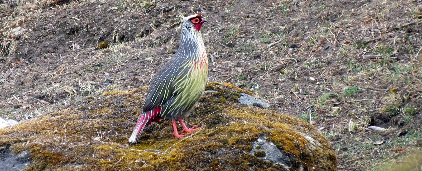 Blood Pheasant