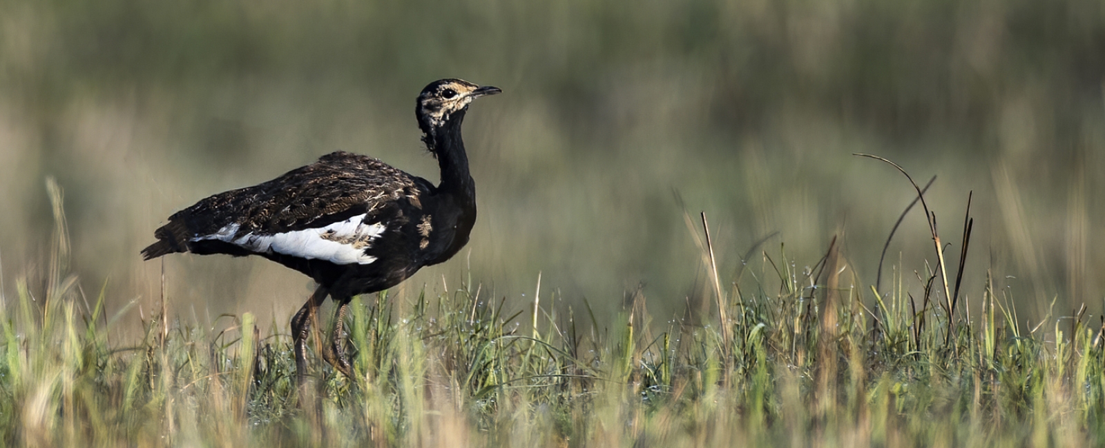 Bengal Florican