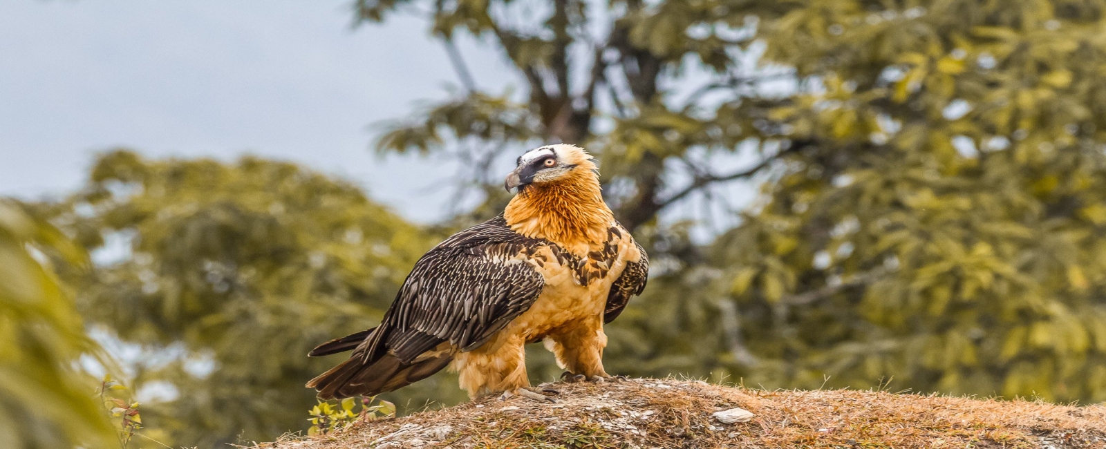 Bird of the Day