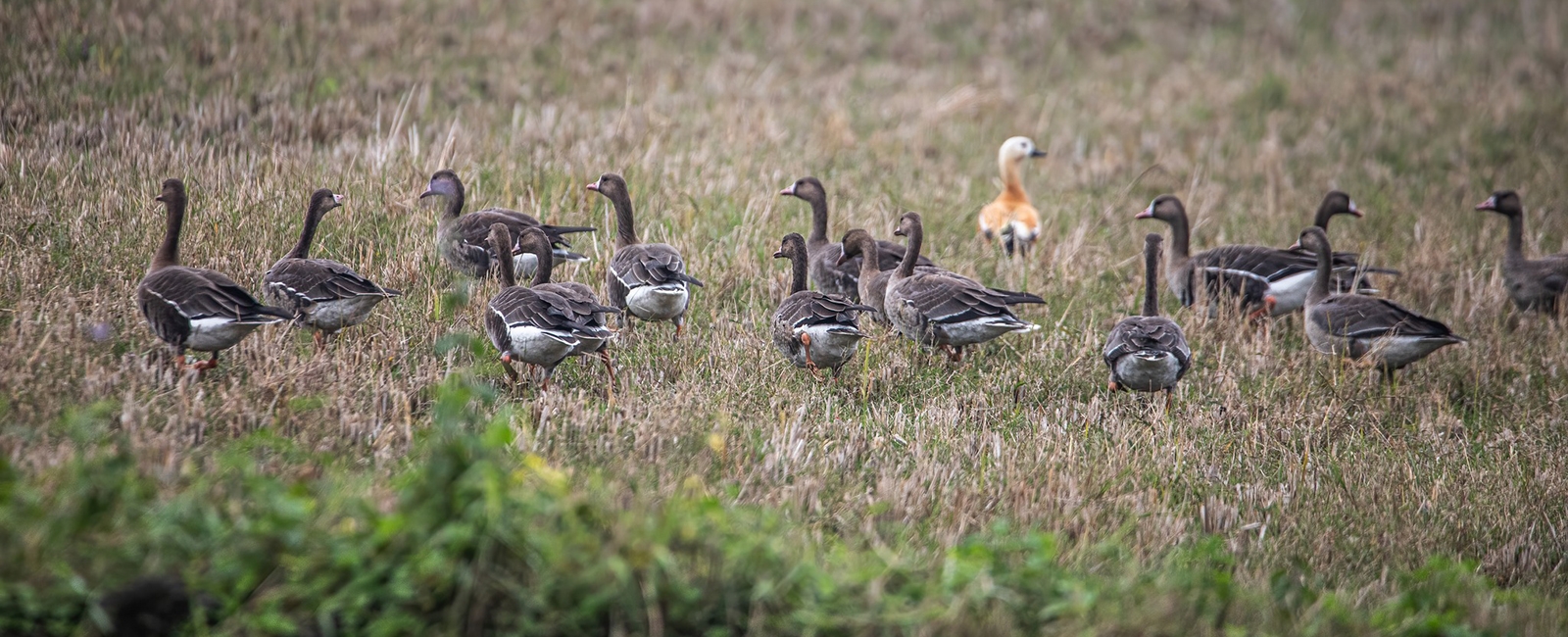 Greater White-fronted Goose at Dibyanagar